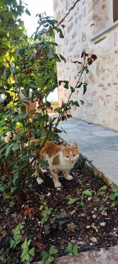 San Lorenzo Cottage - Παραδοσιακά Πέτρινα Δωμάτια Agios Lavrentios 外观 照片
